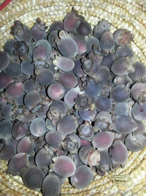 桃金娘是什么水果有什么功效和作用, 市场上桃金娘多少钱一斤