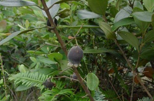 桃金娘是什么水果有什么功效和作用, 市场上桃金娘多少钱一斤