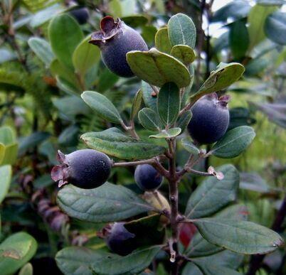 桃金娘是什么水果有什么功效和作用, 市场上桃金娘多少钱一斤