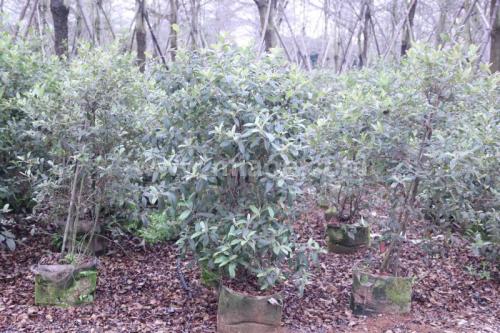 桃金娘能大面积人工种植吗?什么土壤适宜种桃金娘条件有哪些?