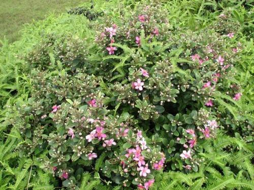 桃金娘能大面积人工种植吗?什么土壤适宜种桃金娘条件有哪些?