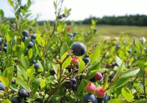 桃金娘能大面积人工种植吗?什么土壤适宜种桃金娘条件有哪些?