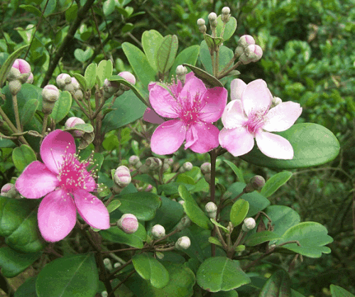 桃金娘能大面积人工种植吗?什么土壤适宜种桃金娘条件有哪些?