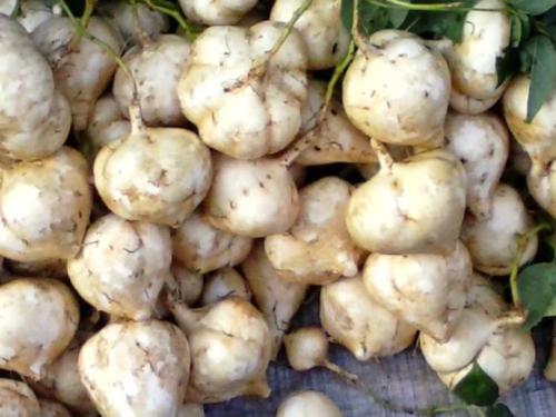 为什么凉薯的种子会有剧毒?凉薯种子价格多少钱一斤