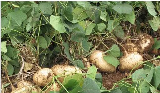 为什么凉薯的种子会有剧毒?凉薯种子价格多少钱一斤