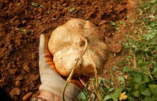 为什么凉薯的种子会有剧毒?凉薯种子价格多少钱一斤