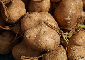 为什么凉薯的种子会有剧毒?凉薯种子价格多少钱一斤