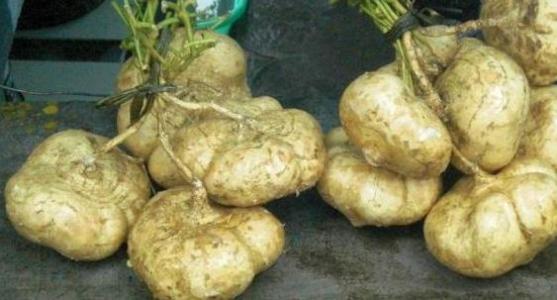 为什么凉薯的种子会有剧毒?凉薯种子价格多少钱一斤