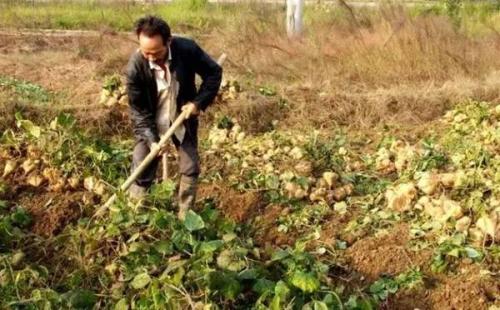 为什么凉薯的种子会有剧毒?凉薯种子价格多少钱一斤