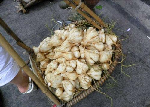 凉薯怎么种植才能实现高产?从这几个大点概括凉薯种植流程