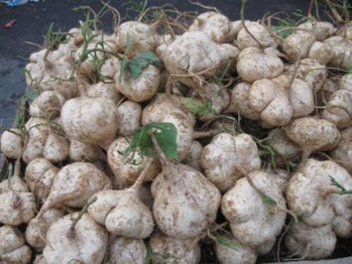 凉薯怎么种植才能实现高产?从这几个大点概括凉薯种植流程