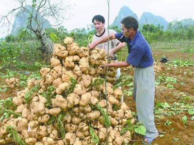 凉薯怎么种植才能实现高产?从这几个大点概括凉薯种植流程
