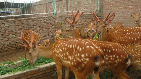 养梅花鹿国家有补贴吗?新手养梅花鹿需要哪些证件手续?