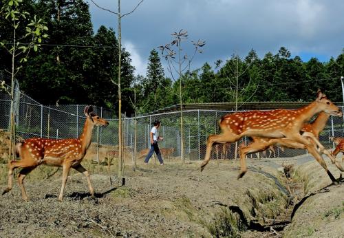 梅花鹿好养吗?梅花鹿是怎么引种的养殖具体需要什么条件?