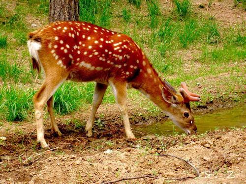 梅花鹿的鹿舍高度多高有什么要求?各种鹿舍设计一览图片