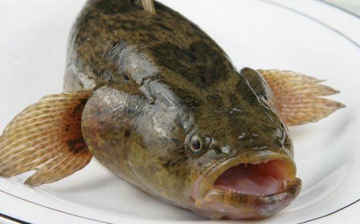 笋壳鱼工厂化养殖 笋壳鱼养殖技术一亩成本多少钱一斤