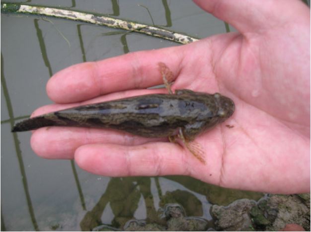 笋壳鱼工厂化养殖 笋壳鱼养殖技术一亩成本多少钱一斤