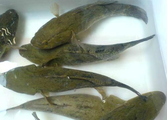 笋壳鱼工厂化养殖 笋壳鱼养殖技术一亩成本多少钱一斤