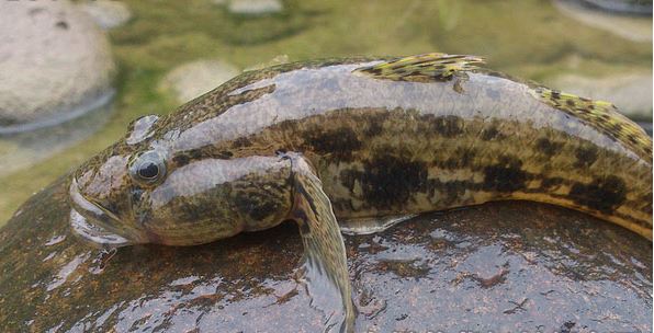 笋壳鱼工厂化养殖 笋壳鱼养殖技术一亩成本多少钱一斤