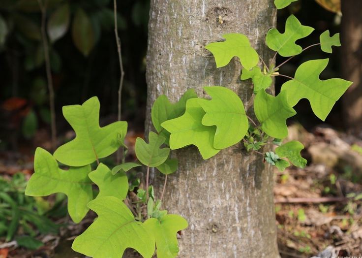 鹅掌楸价格优缺点有哪些和楸木有什么区别 鹅掌楸栽培管理技术