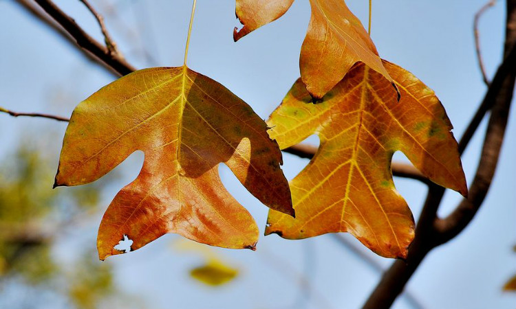 ����鱼۸���ȱ������Щ���ľ��ʲô���� ����������������