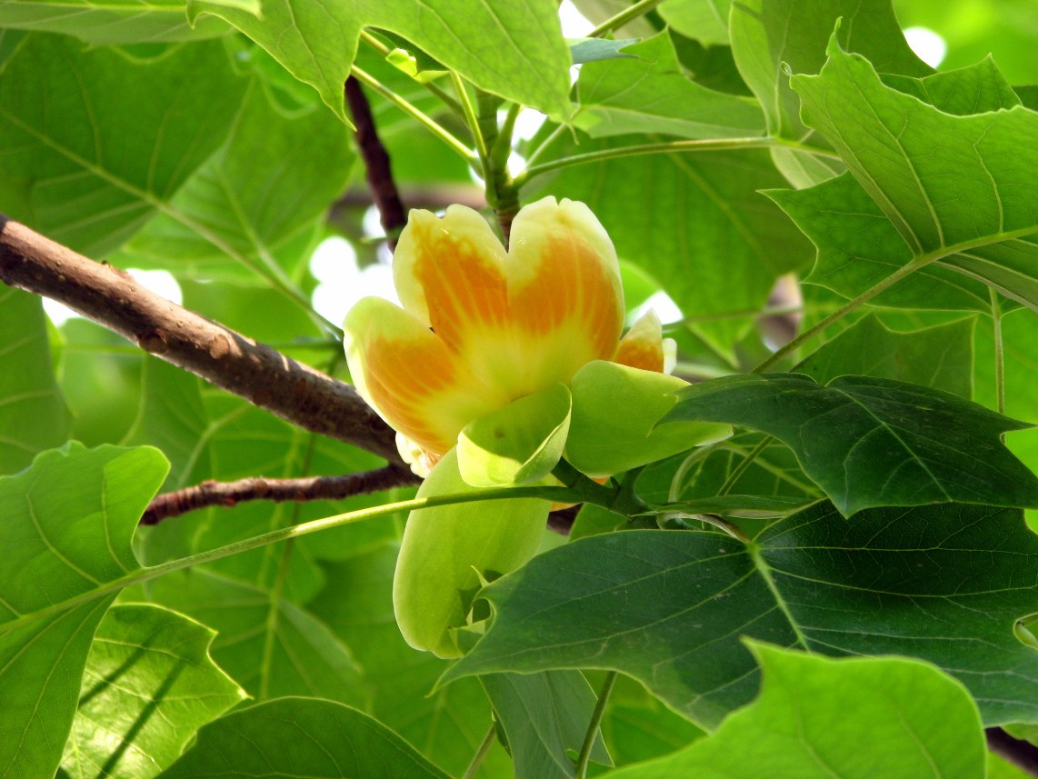 鹅掌楸价格优缺点有哪些和楸木有什么区别 鹅掌楸栽培管理技术