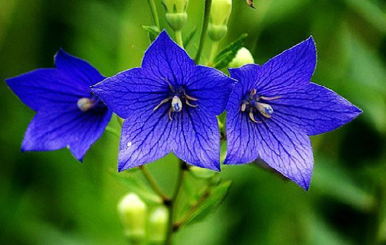 飞燕草的花语和花期播种时间怎么种植方法及花期怎么养护技巧