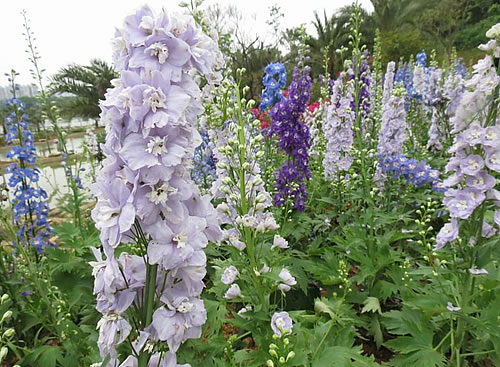 飞燕草的花语和花期播种时间怎么种植方法及花期怎么养护技巧