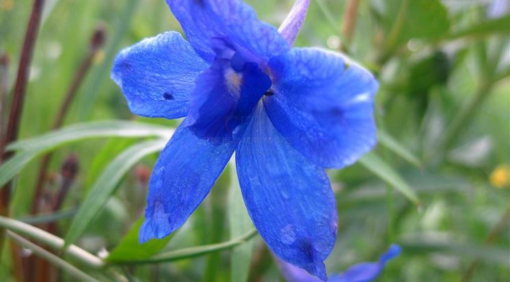 飞燕草的花语和花期播种时间怎么种植方法及花期怎么养护技巧
