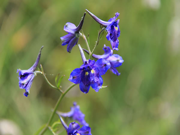 飞燕草的花语和花期播种时间怎么种植方法及花期怎么养护技巧