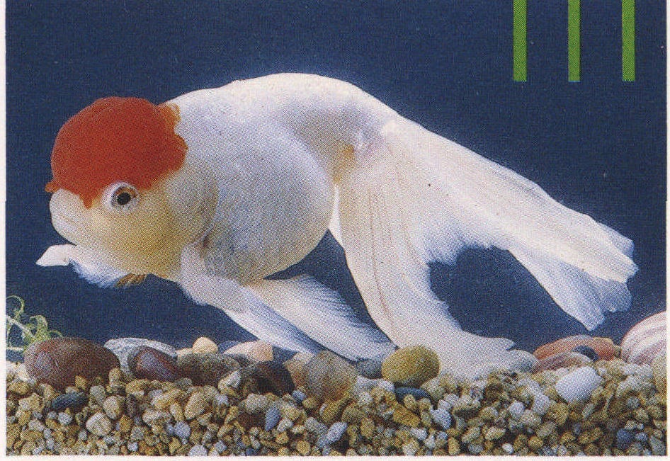 鹅头红金鱼价格怎么分公母方法技巧 鹅头红金鱼怎么养多久繁殖