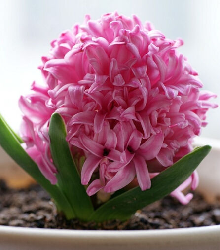 风信子花语和寓意是什么 风信子有什么作用与功效对人有什么好处