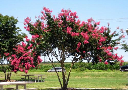 紫薇树品种图片大全有哪些品种 最贵的野生紫薇树图片什么颜色贵