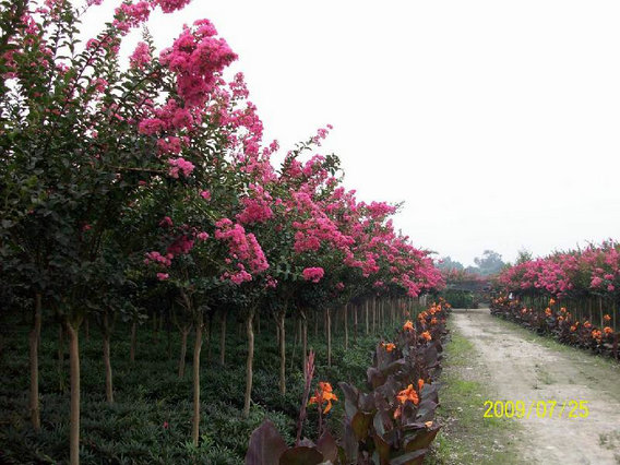 紫薇树是什么树怎么养怎么种植生长快 紫薇树的种子怎么播种技术