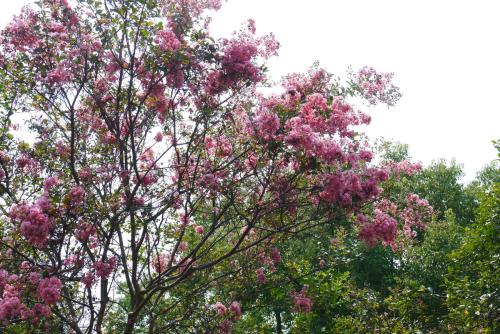 紫薇树是什么树怎么养怎么种植生长快 紫薇树的种子怎么播种技术