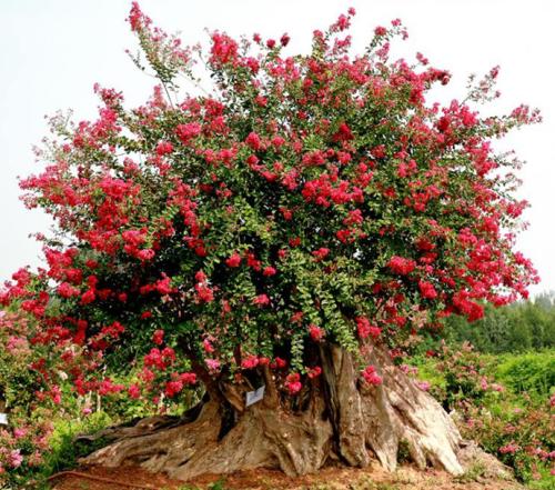 紫薇树是什么树怎么养怎么种植生长快 紫薇树的种子怎么播种技术