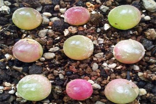 多肉灯泡长什么样子为什么这么受欢迎?多肉灯泡多少钱一只