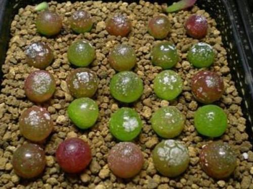 ������ݳ�ʲô����Ϊʲô��ô�ܻ�ӭ��������ݶ���Ǯһֻ