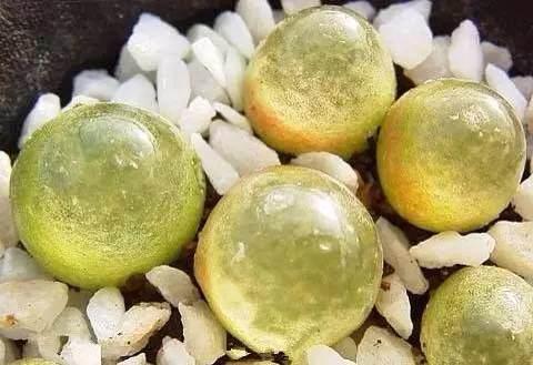 多肉灯泡长什么样子为什么这么受欢迎?多肉灯泡多少钱一只