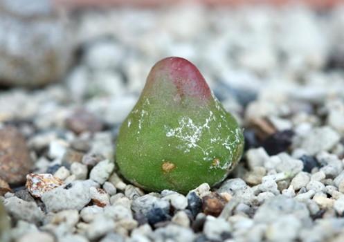 多肉灯泡长什么样子为什么这么受欢迎?多肉灯泡多少钱一只