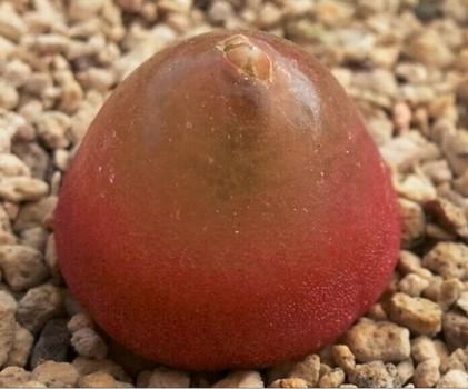 多肉灯泡难养在哪里?多肉灯泡的养殖教程和注意事项详解