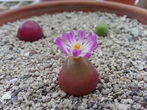 多肉灯泡怎么繁殖的有哪几种方式?多肉灯泡日常养护方法