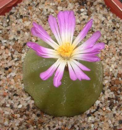 多肉灯泡开花就会死吗?多肉灯泡开花长什么样图片