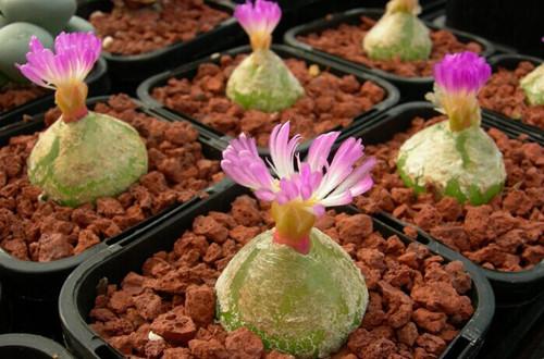 多肉灯泡开花就会死吗?多肉灯泡开花长什么样图片