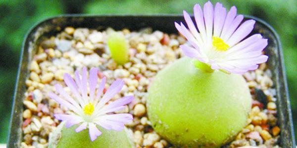 多肉灯泡开花就会死吗?多肉灯泡开花长什么样图片