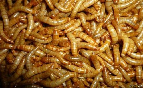 Ʒ۳ֳɱǰ· Ʒ۳ֳȫ