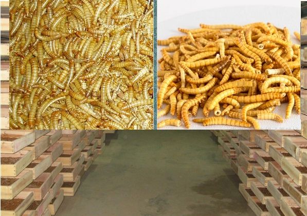 Ʒ۳ֳɱǰ· Ʒ۳ֳȫ