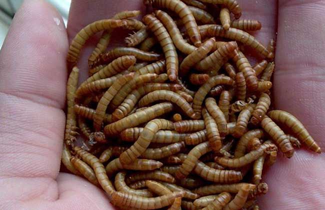 Ʒ۳ֳɱǰ· Ʒ۳ֳȫ