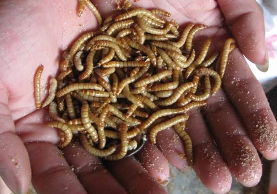 Ʒ۳ֳɱǰ· Ʒ۳ֳȫ