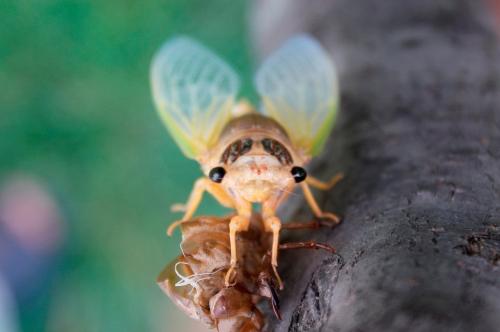 金蝉养殖需投资多少钱一亩养殖多少斤前景风险 金蝉怎么养殖技术